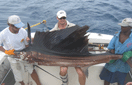 
- Sailfish
- Place: Zanzibar Channel 2004
- Boat: Kelly II
- Skipper: Maddalena Martinengo
- Mate: Jason Alexiou, Bernard